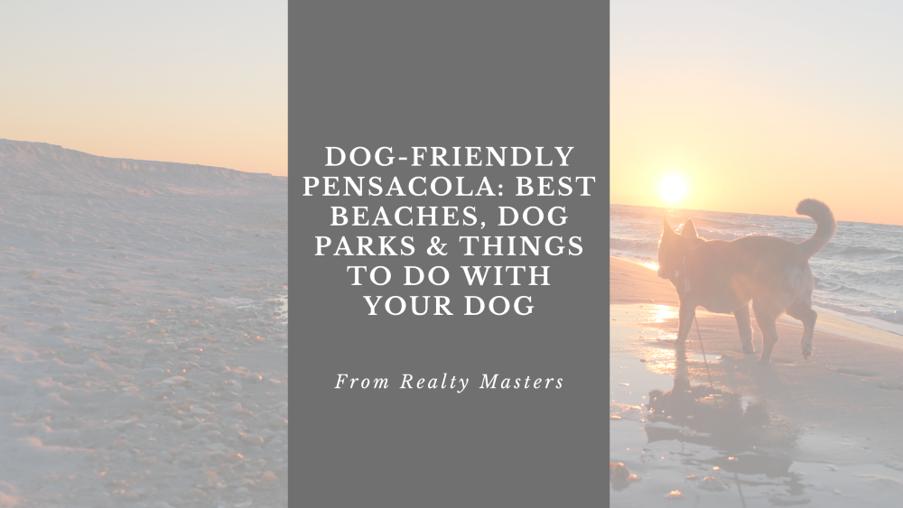 Dog-Friendly Pensacola: Best Beaches, Dog Parks & Things to Do with Your Dog